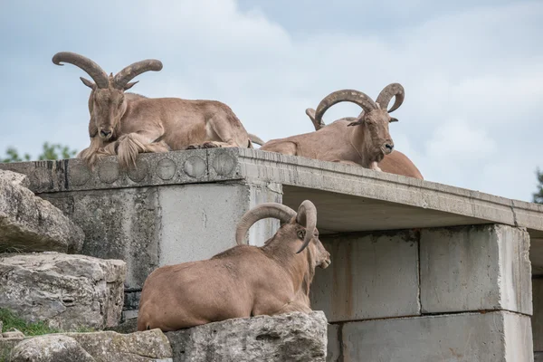 Goat reasting on a hill — Stock Photo, Image