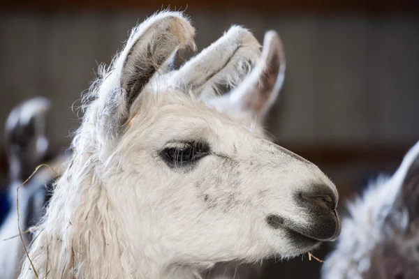 Lamas auf einem typischen Bauernhof — Stockfoto