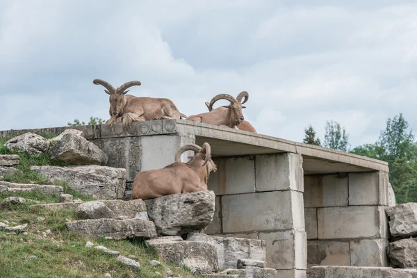 Koza reasting na kopci — Stock fotografie