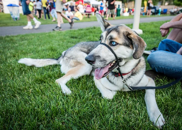 Dog in a public park — Stock Photo, Image