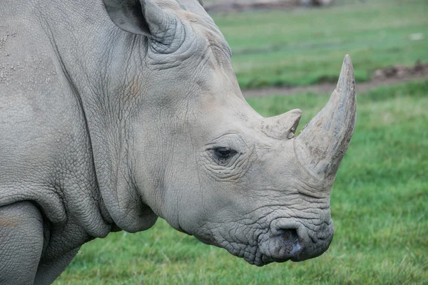 Rinoceronte africano su un campo di erba — Foto Stock