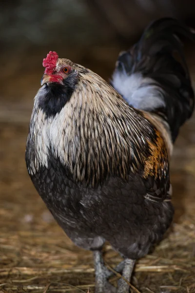 Kohout na typické farmy — Stock fotografie