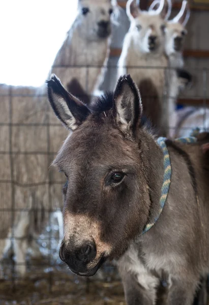 Donkey on a typical farm — Stock Photo, Image