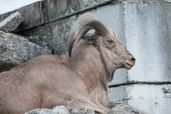 Goat reasting on a hill — Stock Photo, Image