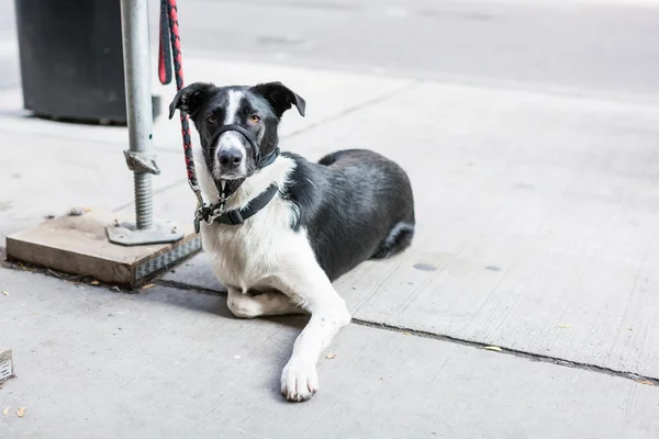 Dog strapped at street side — Stock Photo, Image
