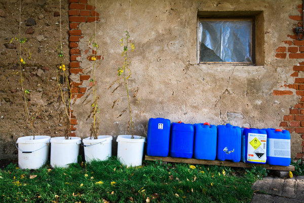 Сушеные растения и токсичные вещества на стене старого загородного дома.