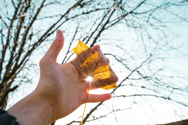 Maple leaf in humans hand and sun shines trough. Human holding orange leaf. Autumn is here.