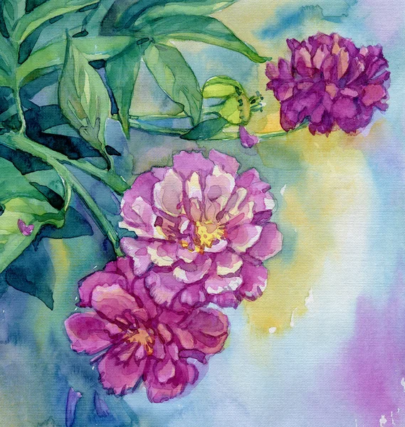 Aquarel peony bloemen — Stockfoto