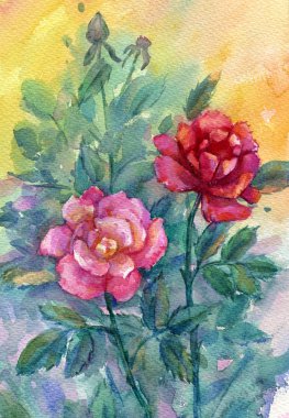 Gül bir arka plan üzerinde. suluboya.