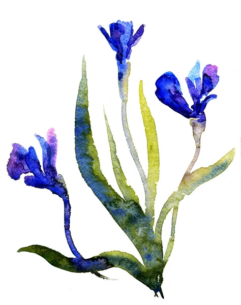 Watercolor Irises — Stock Photo, Image