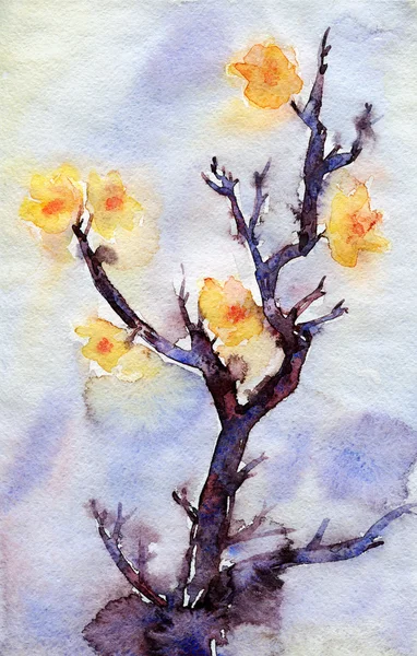 Aquarell gelbe Aprikosenblüten — Stockfoto