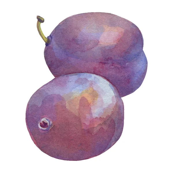 Prune aquarelle sur blanc — Image vectorielle