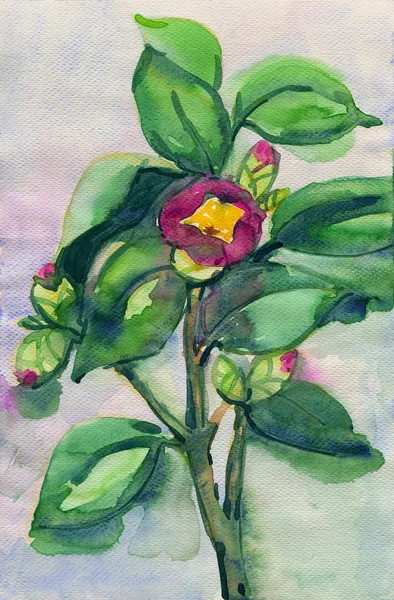 Camellia aquarel illustratie — Stockfoto