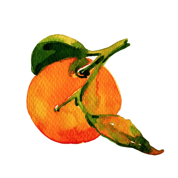 Acquerello mandarino su sfondo bianco — Foto Stock