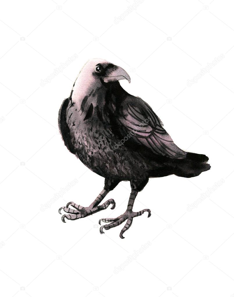Black Crow Bird On White Background. Watercolor Hand Drawn Illustration.