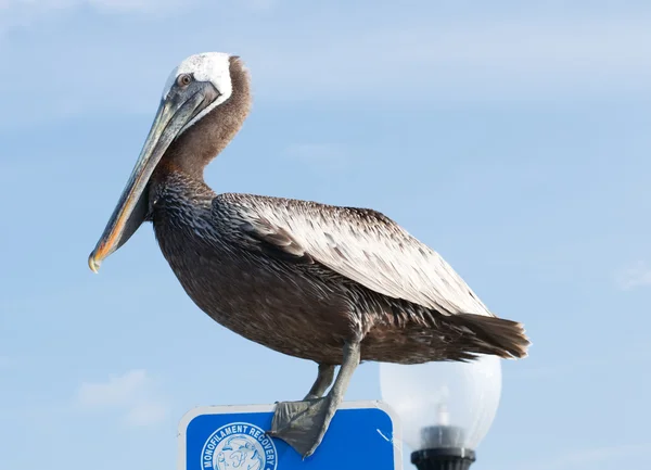 Pellicano — Foto Stock