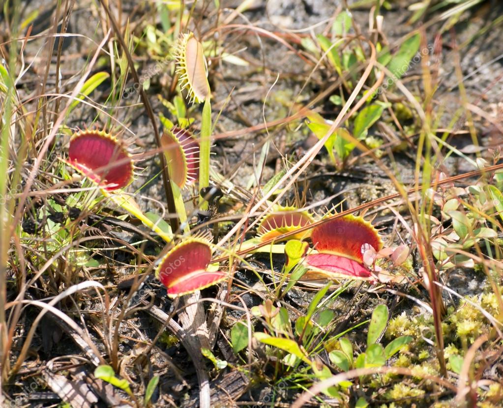 Venus Fly Trap Close Up Stock Photo by ©ncdiver68 51789039
