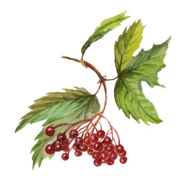 Böğürtlen bırakır sonbahar üzümleri Rowan meşe palamudu suluboya çizim el çizimi babasız baskı tekstil 