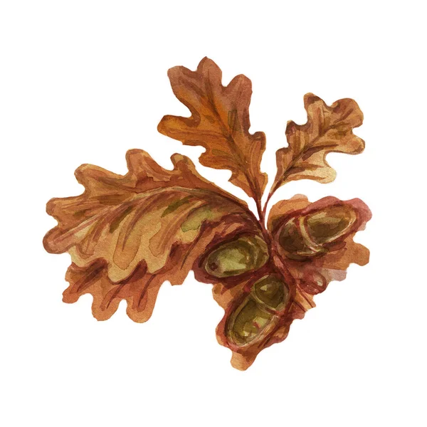 Feuilles Baies Automne Raisins Sauvages Glands Rowan Aquarelle Illustration Dessiné — Photo