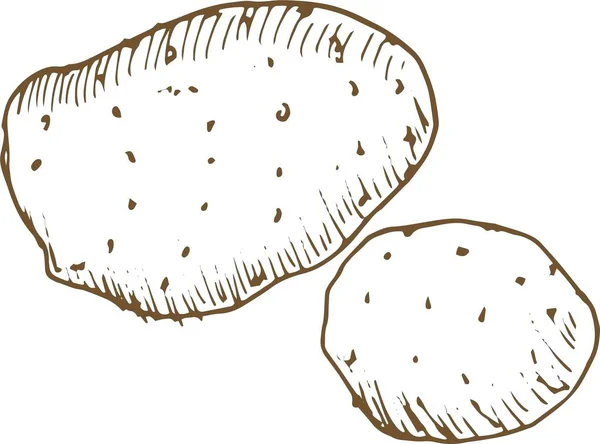 ジャガイモ野菜グラフィックイラスト手描きプリント繊維収穫秋食品菜食主義健康食品サラダビタミン — ストックベクタ