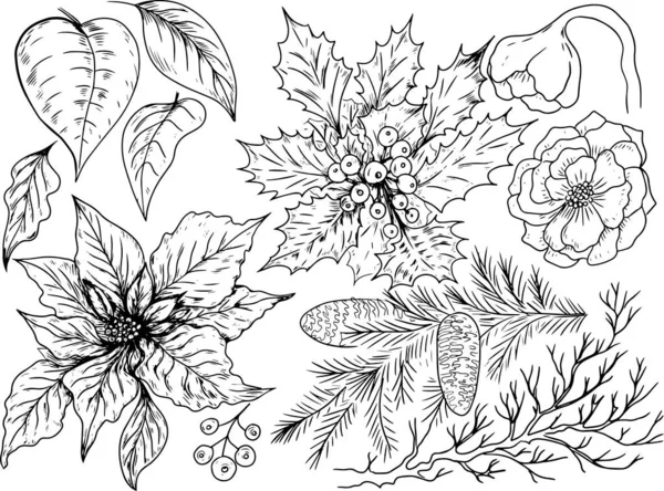 Poinzetia çiçekleri yılbaşı tatilinde dallar bırakır. Grafiksel çizim el çizimi vektör çizimi çizim çizgisi siyah ve beyaz çelenk