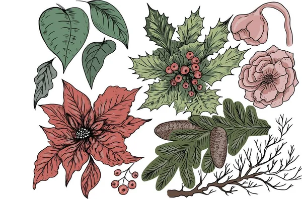 Las Flores Poinzetia Dejan Las Ramas Las Fiestas Navideñas Nuevo — Archivo Imágenes Vectoriales