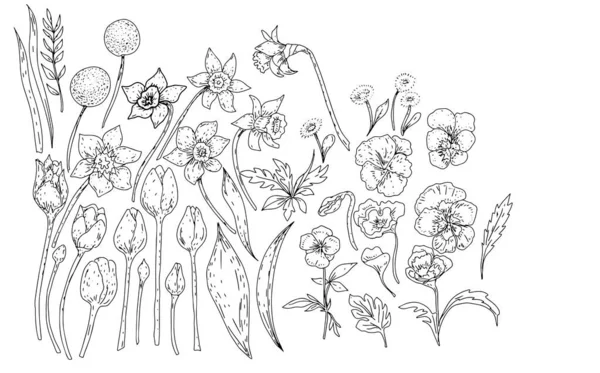 春の花の植物手描きの個々の要素大規模なセットDaffodilsパンジーチューリップ落書きインクスケッチ — ストックベクタ