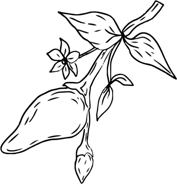 Épices Ail Poivre Légumes Herbes Cuisson Vectoriel Graphiques Illustration Main — Image vectorielle