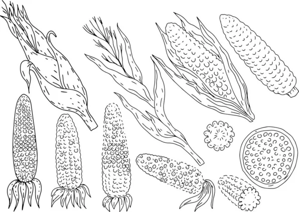 トウモロコシ食品カチャン葉植物油製品収穫グラフィックイラスト彫刻手白を背景に隔離されたセット — ストックベクタ