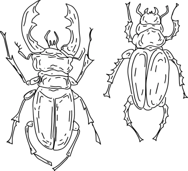 Kevers Insecten Grafische Illustratie Hand Getekend Set Geïsoleerd Witte Achtergrond — Stockvector