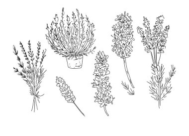 Lavanta Ormanı bitkileri çiçek yaprakları dallar vahşi grafik çizim elleri beyaz arka planda izole edilmiş izole elementler.