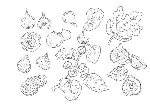 Fig Fruit Fruit Tuin Bladeren Takjes Natuur Wild Grafische Illustratie — Stockvector