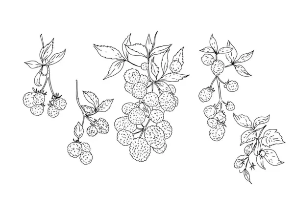 ベリーブラックベリーラズベリーの葉小枝自然ハーブ自然グラフィックイラスト子供のための手描きぬりえ — ストックベクタ