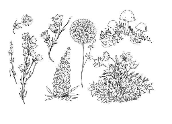 Bosque Hierbas Plantas Flores Hojas Ramitas Naturaleza Salvaje Gráfico Ilustración — Archivo Imágenes Vectoriales