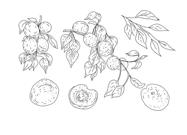Abrikozen Fruit Tuin Bladeren Takjes Natuur Wild Grafische Illustratie Hand — Stockvector