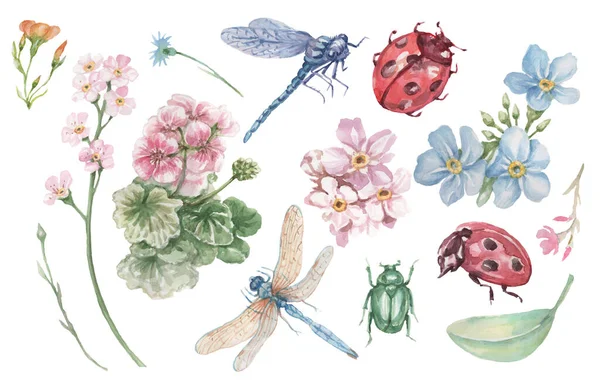 Yusufçuk böceği böceği, çiçek sardunya ve unutma beni, güzel bahar tırmığı, beyaz arka plan bitkilerine ayrı ayrı çizilmiş suluboya el.