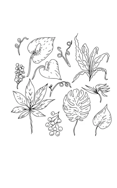 Τροπικά Φύλλα Ζωγραφισμένα Στο Χέρι Γραφικά Σκίτσο Doodle Λουλούδια Βλάστηση — Διανυσματικό Αρχείο