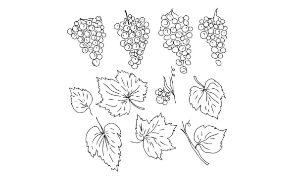 Szőlő Gyümölcs Élelmiszer Vitaminok Grafika Illusztráció Kézzel Rajzolt Firka Kifestőkönyv — Stock Vector