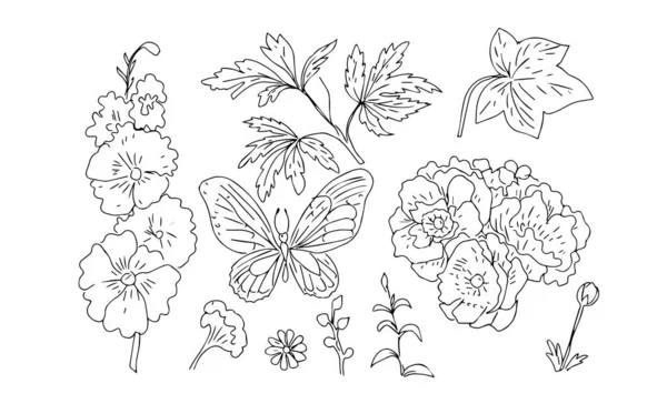 Mályvacukor Virágok Pillangó Rovarok Kert Anemones Levelek Egzotikus Virágzó Növények — Stock Vector