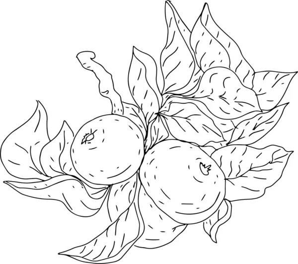 Manzanas Establecidas Por Separado Sobre Fondo Blanco Rama Dibujada Mano — Archivo Imágenes Vectoriales