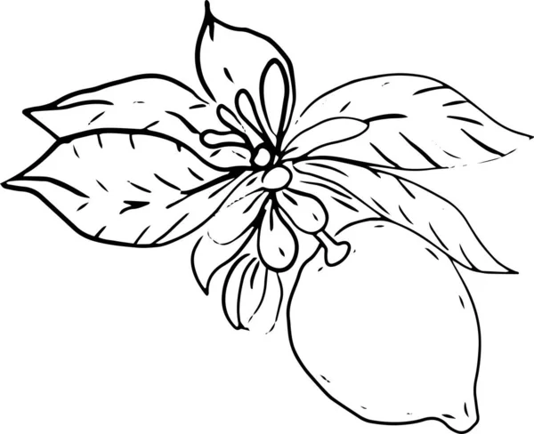 Citron Nastavit Samostatně Bílém Pozadí Ručně Kreslené Větve Ovoce Grafické — Stockový vektor