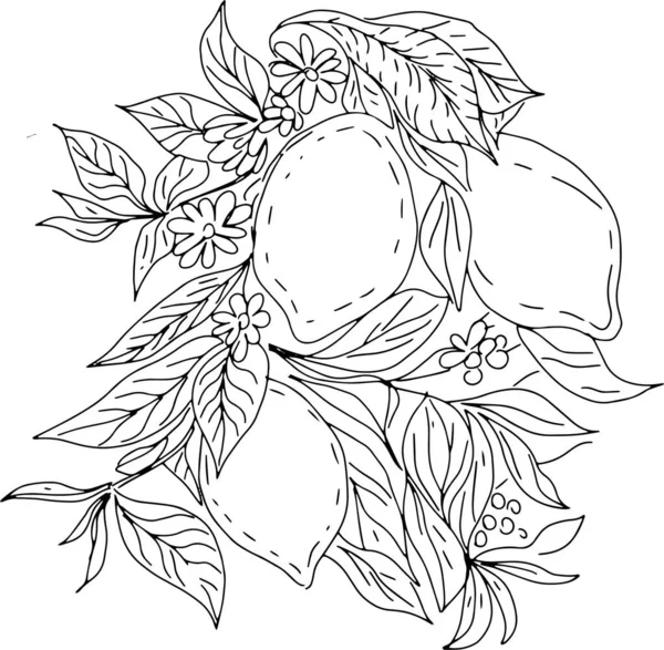 Limon ayrı olarak beyaz arka planda çizilmiş meyve grafik çizgisi çiçek kabartma baharı üzerine kurulur