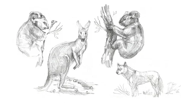 Animales Australia Ilustración Gráfica Dibujado Mano Koala Avestruz Emu Aislado — Foto de Stock