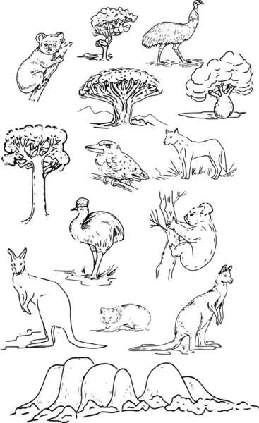 ออสเตรเล ภาพวาดกราฟ อวาด Koala Ostrich Emu แยกก นบนช นหล ขาว — ภาพเวกเตอร์สต็อก