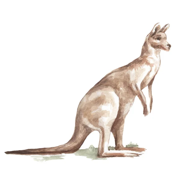 Animaux Australie Aquarelle Illustration Dessinée Main Ensemble Séparément Kangourou Nature — Photo