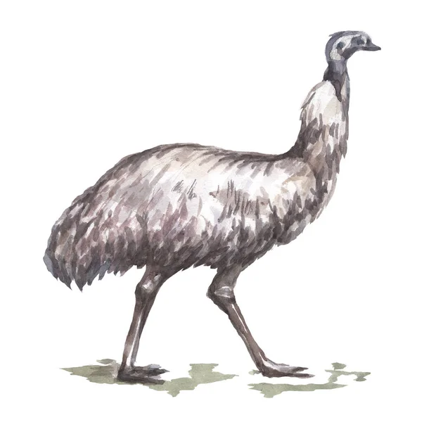 Ostrich Animals Australia Birds Watercolor Illustration Hand Drawn Separately White — Stock Photo, Image