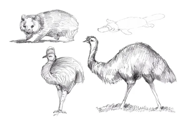 Djur Australien Grafisk Illustration Hand Dras Koala Struts Emu Isolerad — Stockfoto