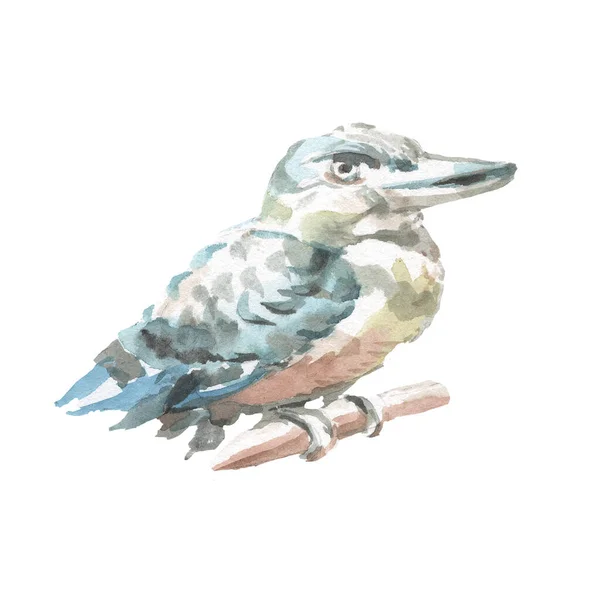 Kookaburra Uccello Australia Natura Selvaggio Acquerello Illustrazione Mano Disegnato Isolato — Foto Stock