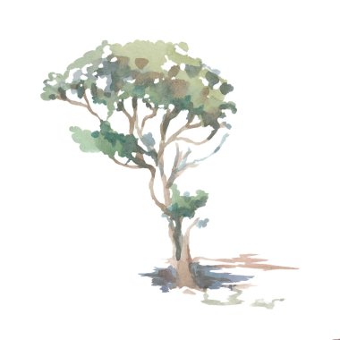 Ağaç bitkileri, Avustralya doğası, vahşi suluboya resimli el beyaz arka plana izole edilmiş şirin bebek resimleri çizdi.