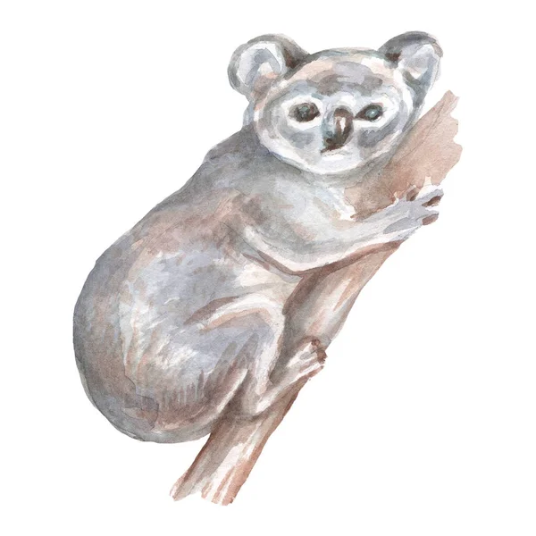 Koala ออสเตรเล ภาพวาดส อวาดแยกต างหากบนพ นหล ขาวธรรมชาต — ภาพถ่ายสต็อก